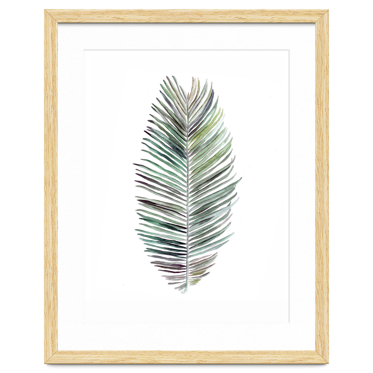 Botanical Illustration Cocos Palm
