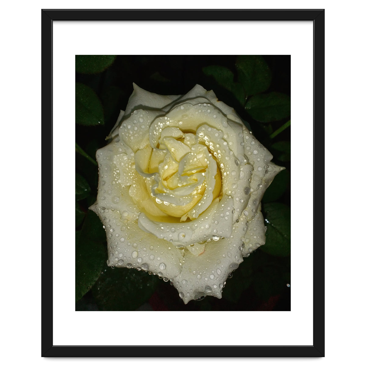 Floribunda Rose