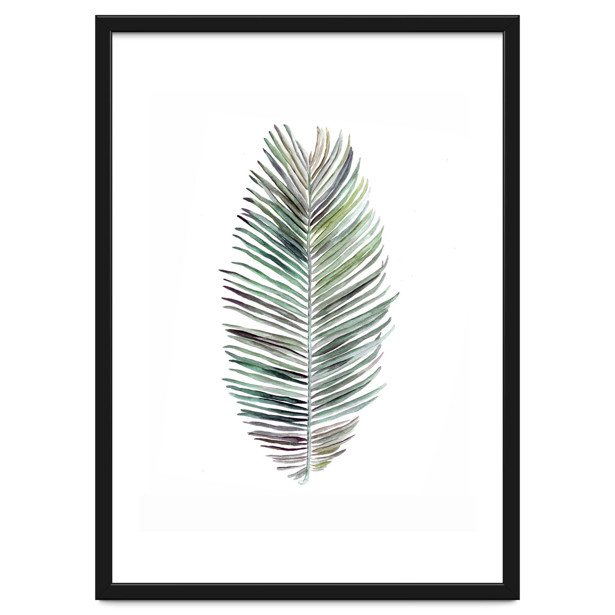 Botanical Illustration Cocos Palm