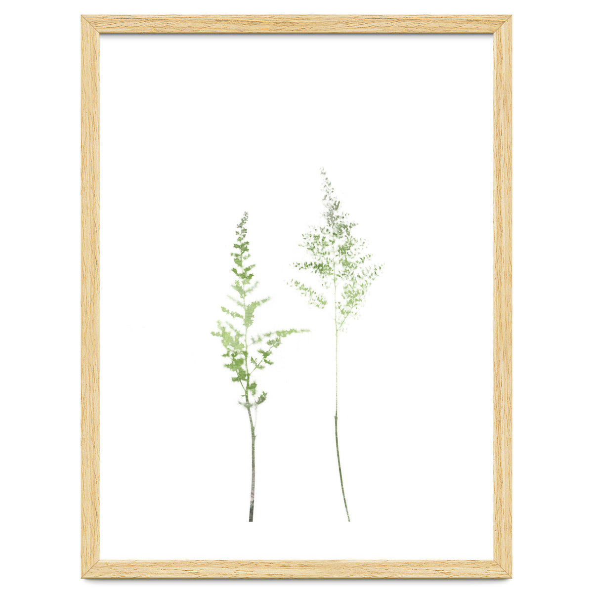Olive Green Astilbe