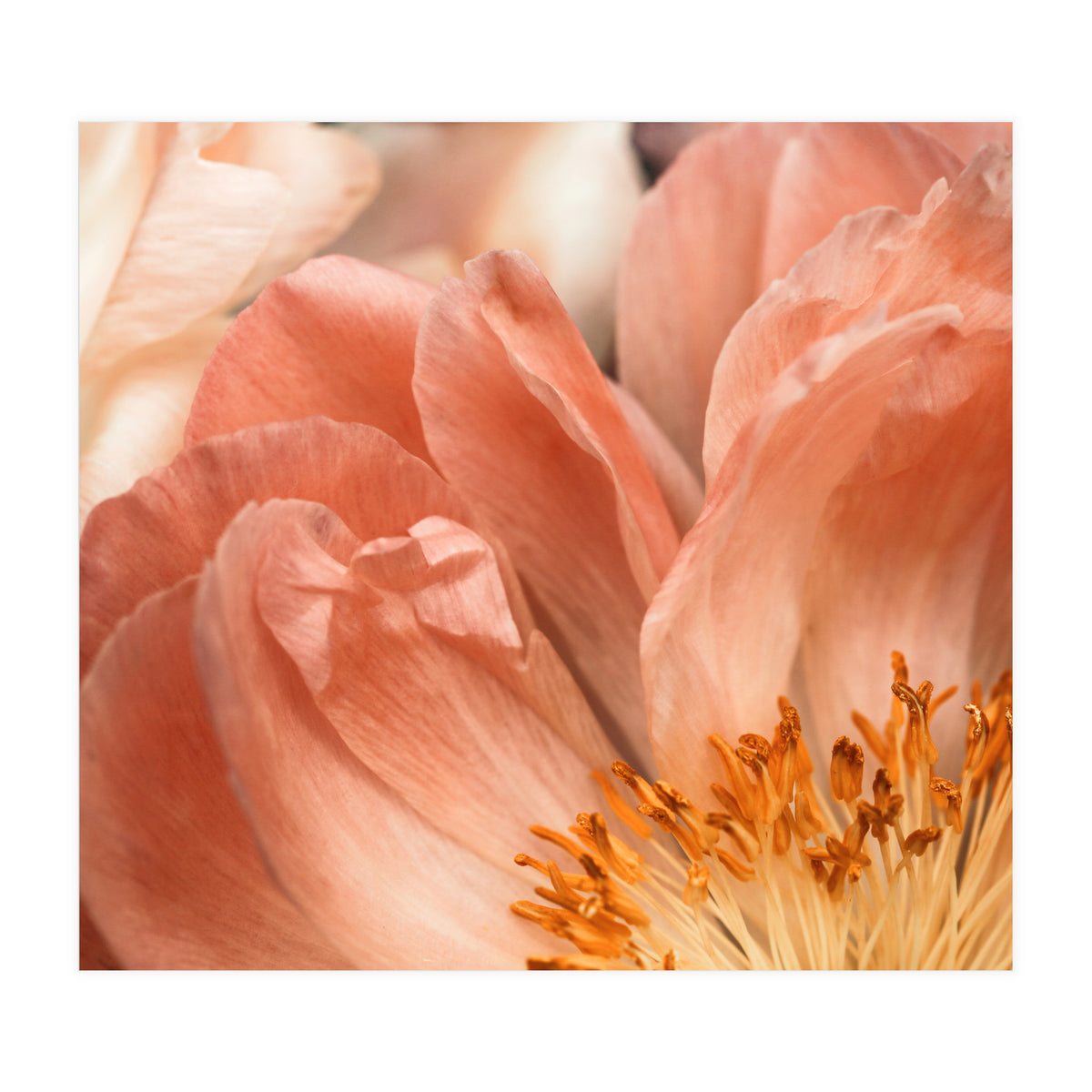 Coral Charm #1 (Print Only)