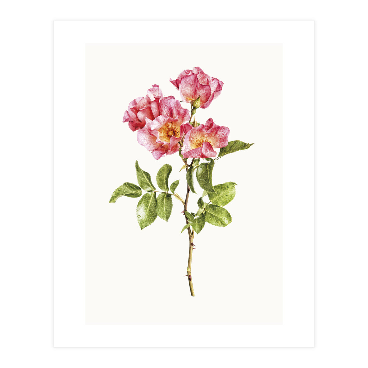 Cc Roses 02 (Print Only)