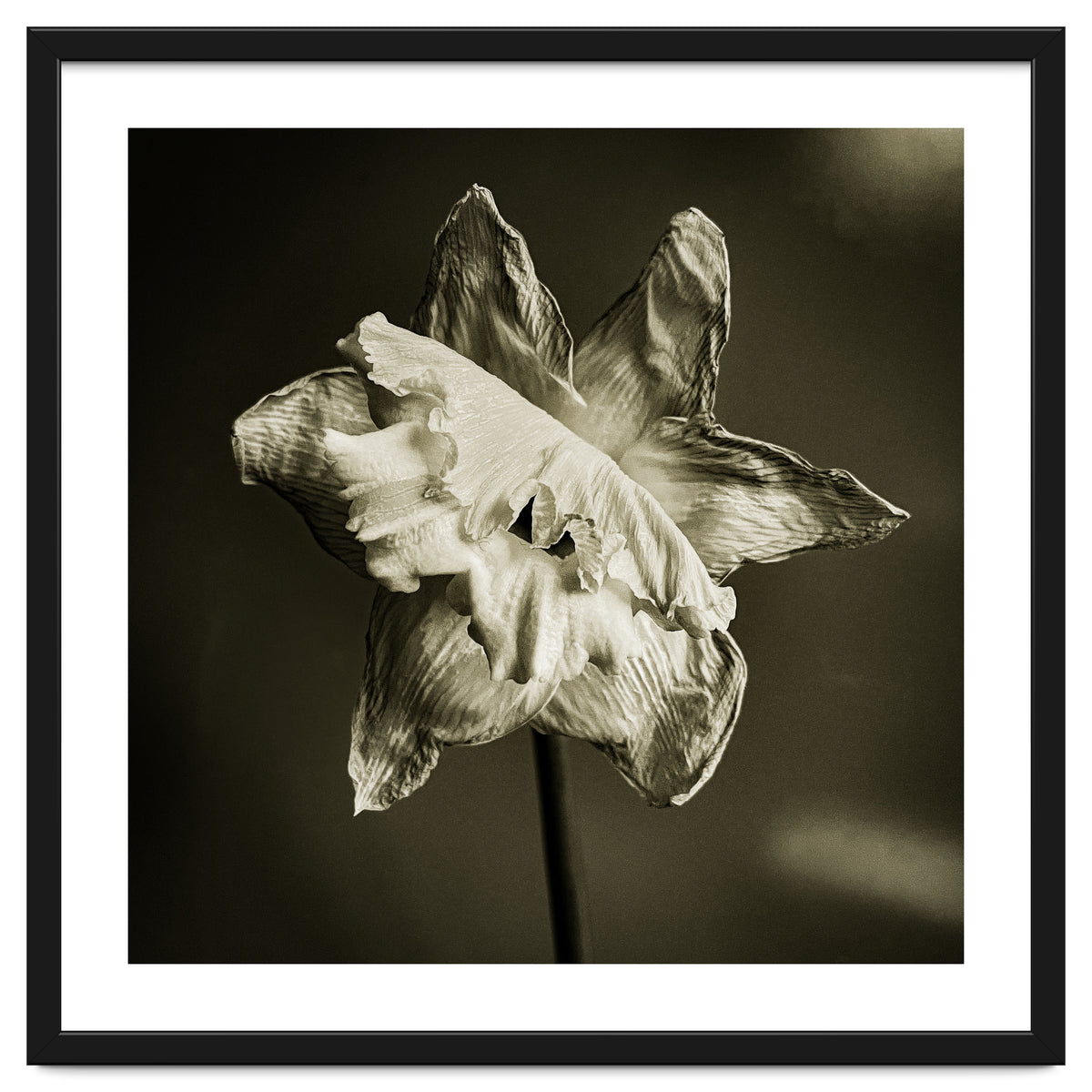 Wilting daffodil