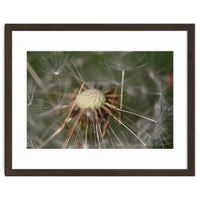 Dandelion Seeds