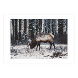 animal print (Print Only) thumbnail