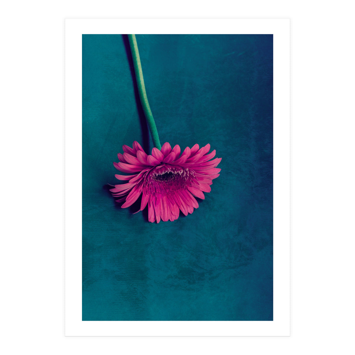 Gerbera for love (Print Only)