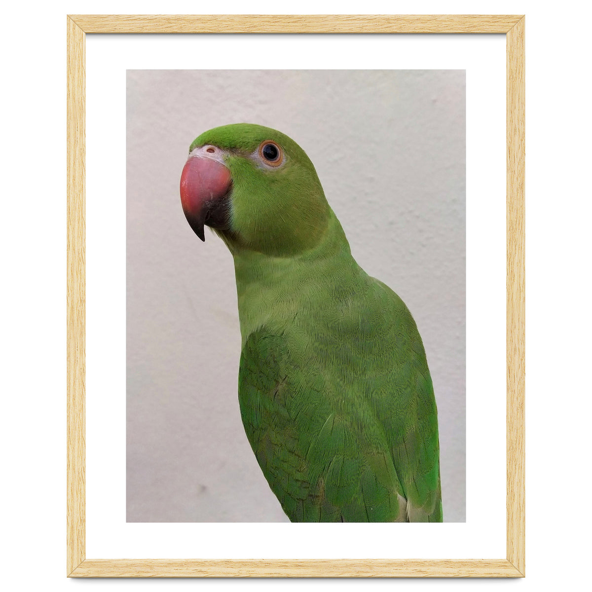 Cute Indian Parakeet