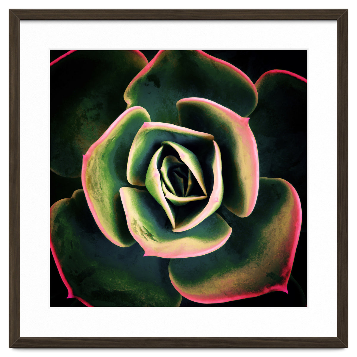 DARKSIDE OF SUCCULENTS XV