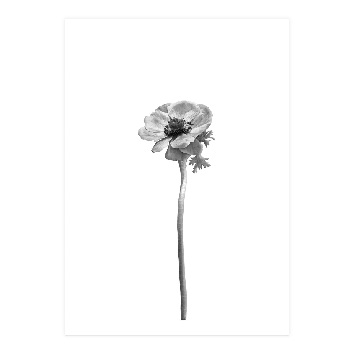 Anemone coronaria | bright design (Print Only)
