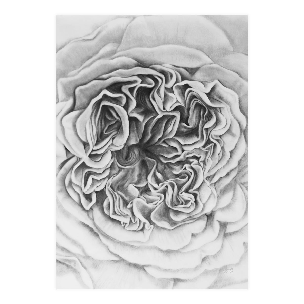 A Rose in Monochrome (Print Only)