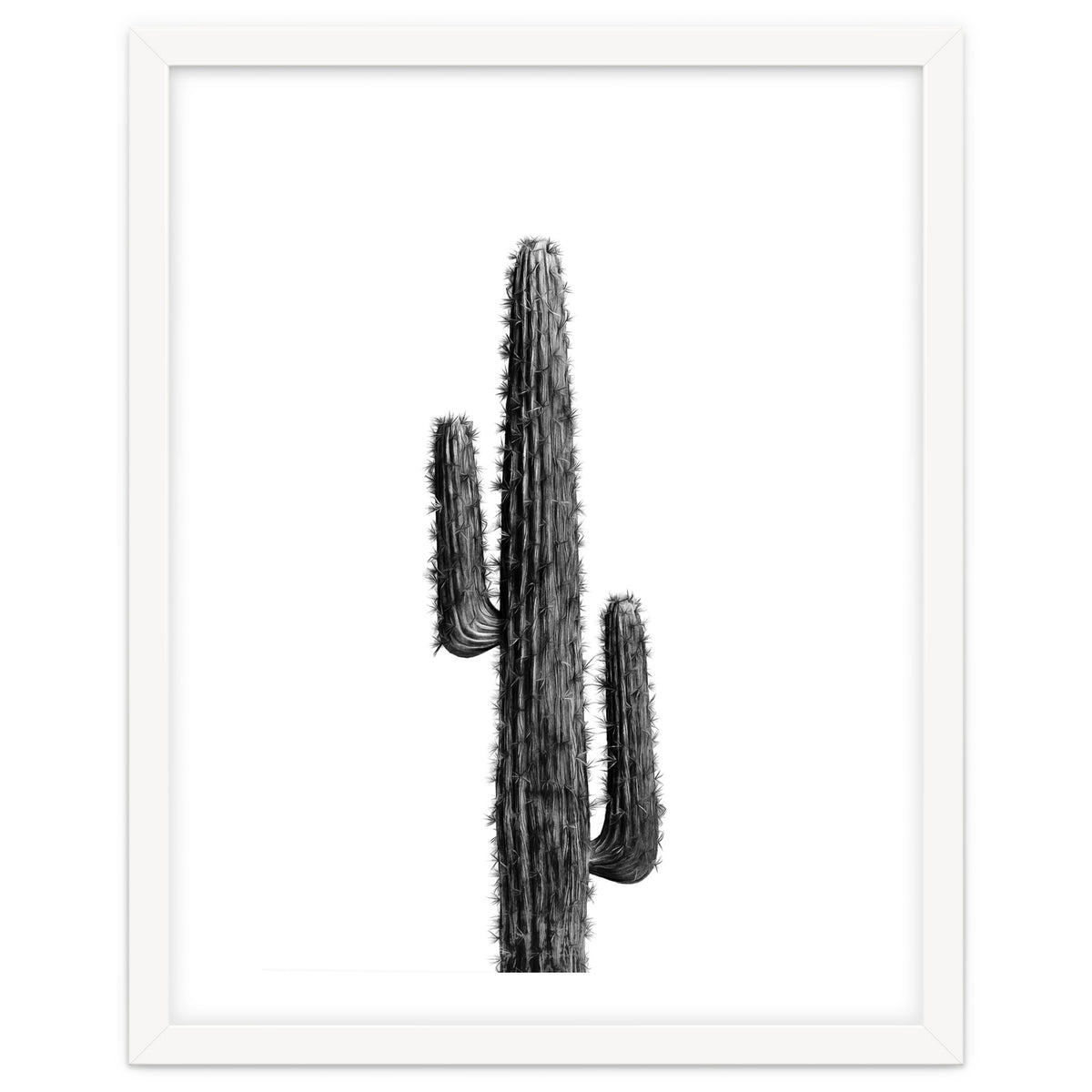 Cactus Black and White 01