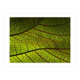 Leaf (Print Only) thumbnail