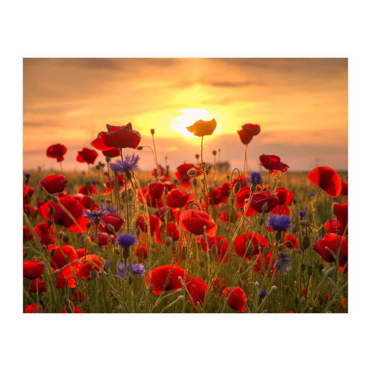 Poppies Sunset (Print Only)