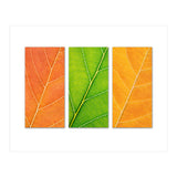 Autumn Leaves (Print Only) thumbnail