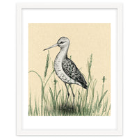 Black-tailed godwit in the grass