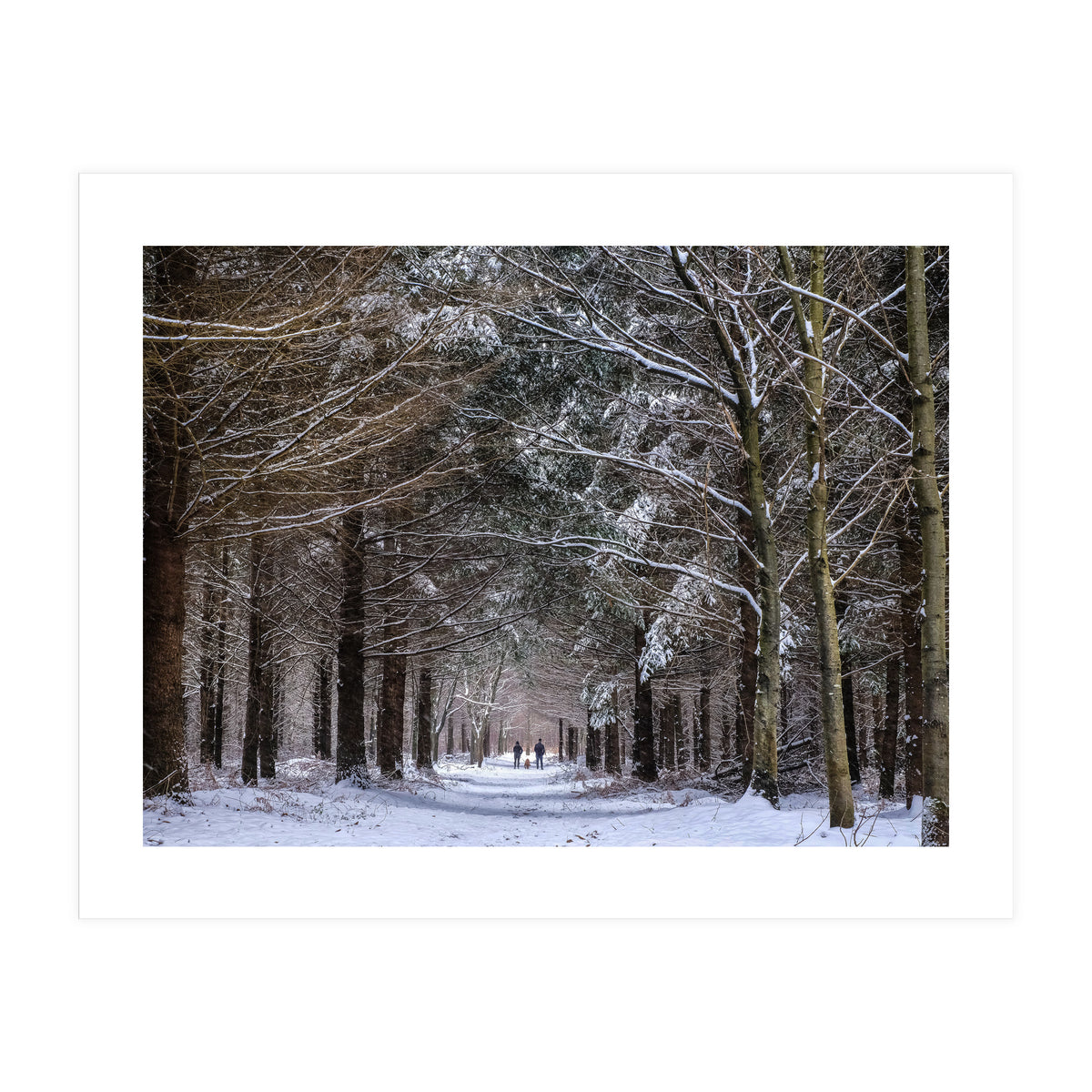 Dog Walkers in the Snow.  Heath Warren - Hampshire (Print Only)