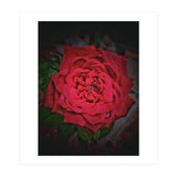 Red Rose (Print Only) thumbnail