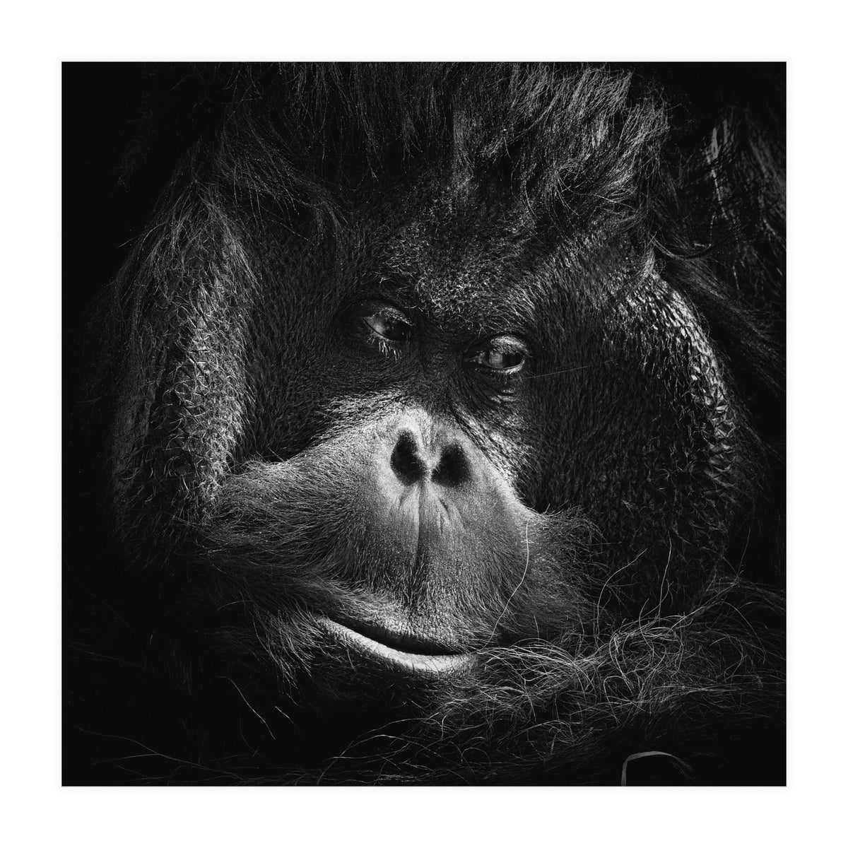 Reasoning (Print Only)