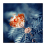 Acacia Flower (Print Only) thumbnail