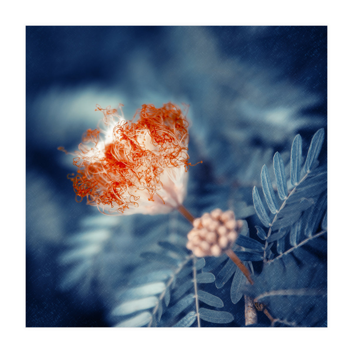 Acacia Flower (Print Only)