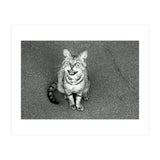 Cat (Print Only) thumbnail