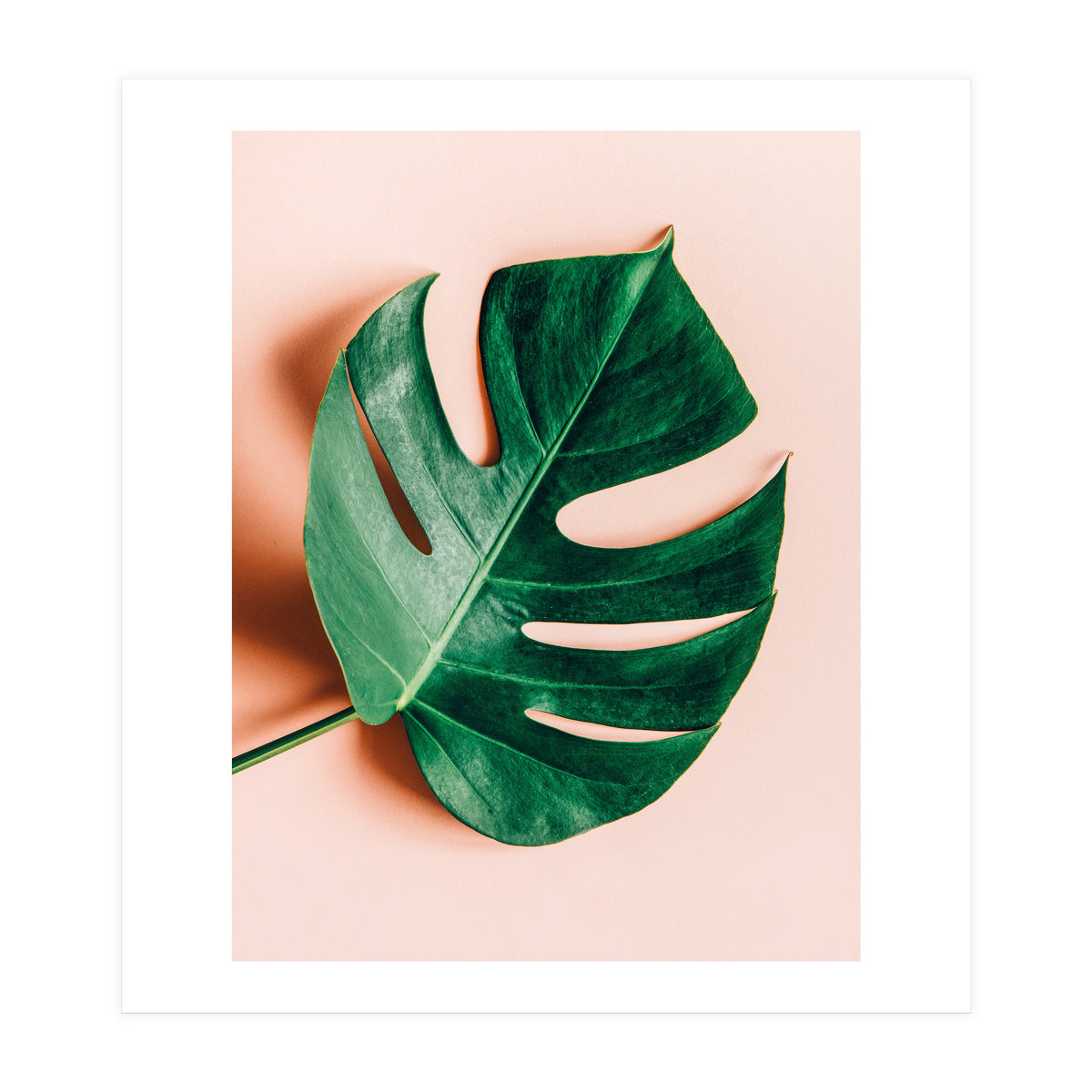 Monstera Shadow (Print Only)