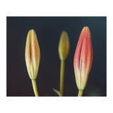 Triplets (Print Only) thumbnail