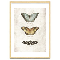 Butterflies II