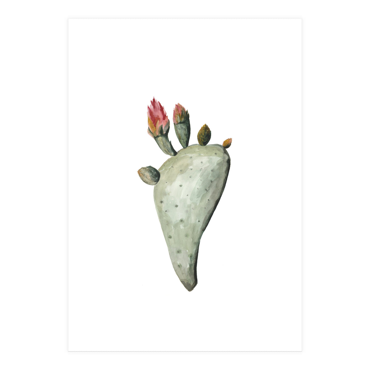 Botanical Illustration Cactus Flowers (Print Only)