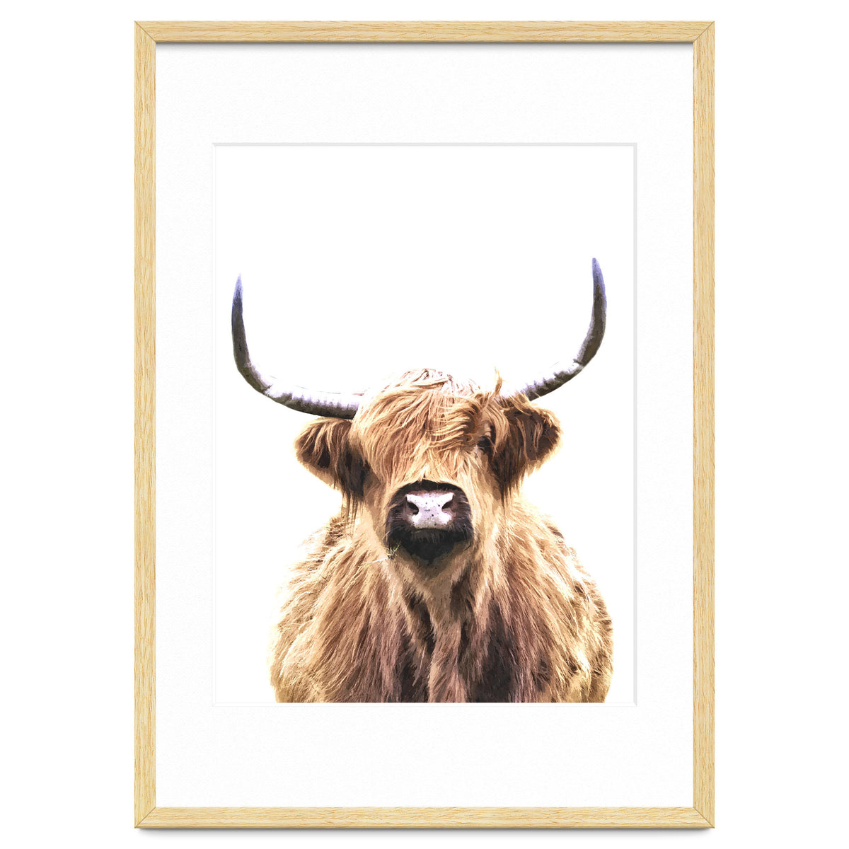 Highland Cow Portrait
