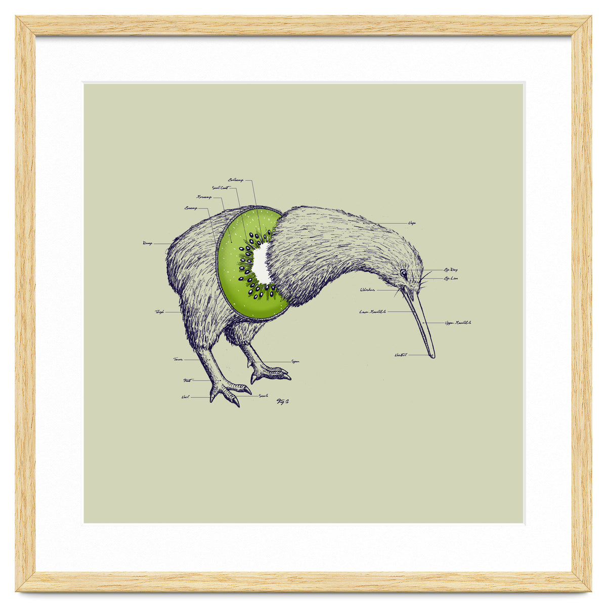 Kiwi Anatomy