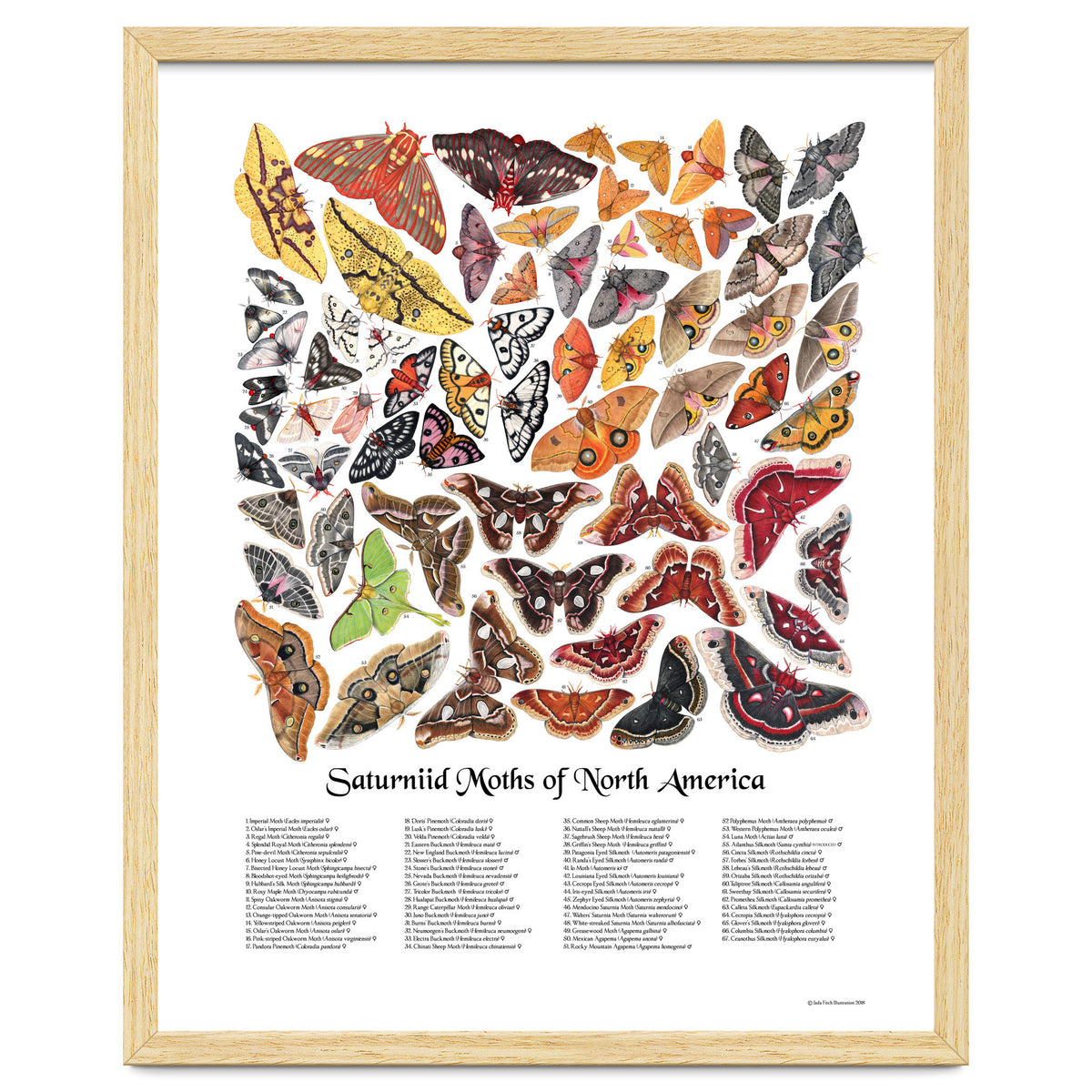 Saturniid Moths of North America
