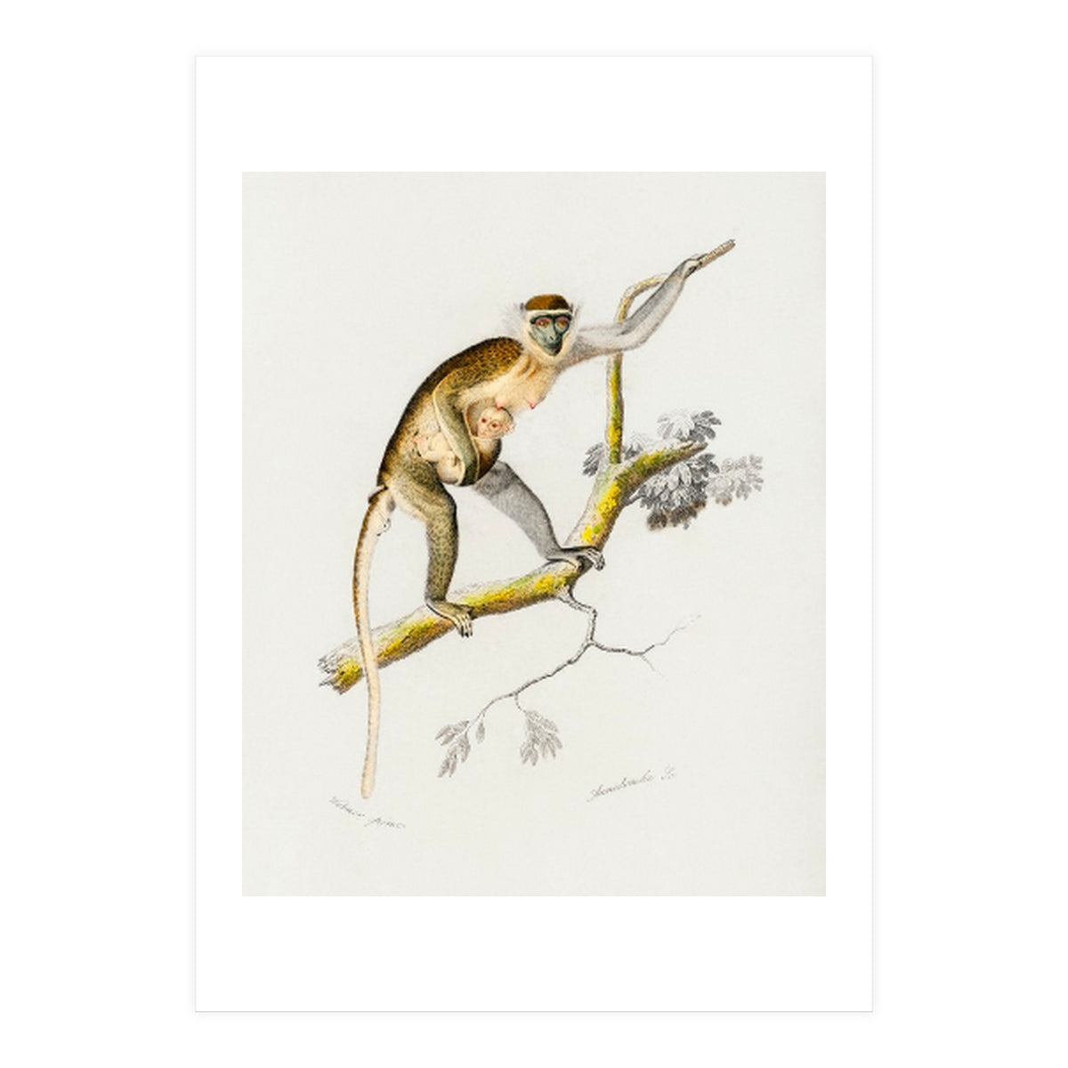 Cercopithecus griseus illustrated (Print Only)