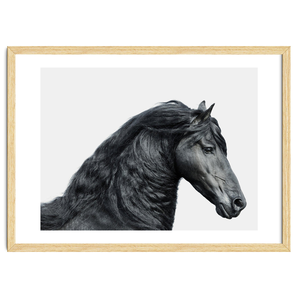 Friesian Horse