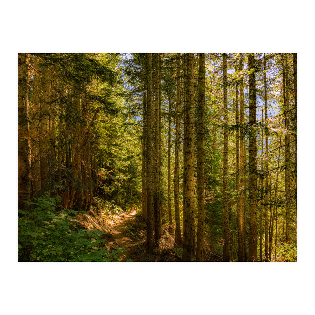Cascade Trail (Print Only)