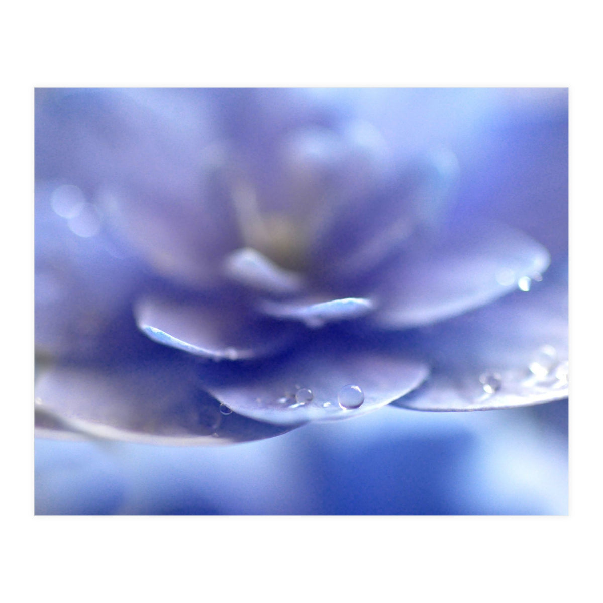 Enchantress (Print Only)