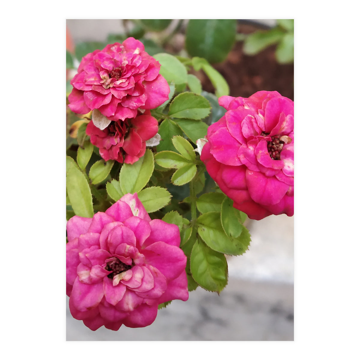 Blooming Roses (Print Only)