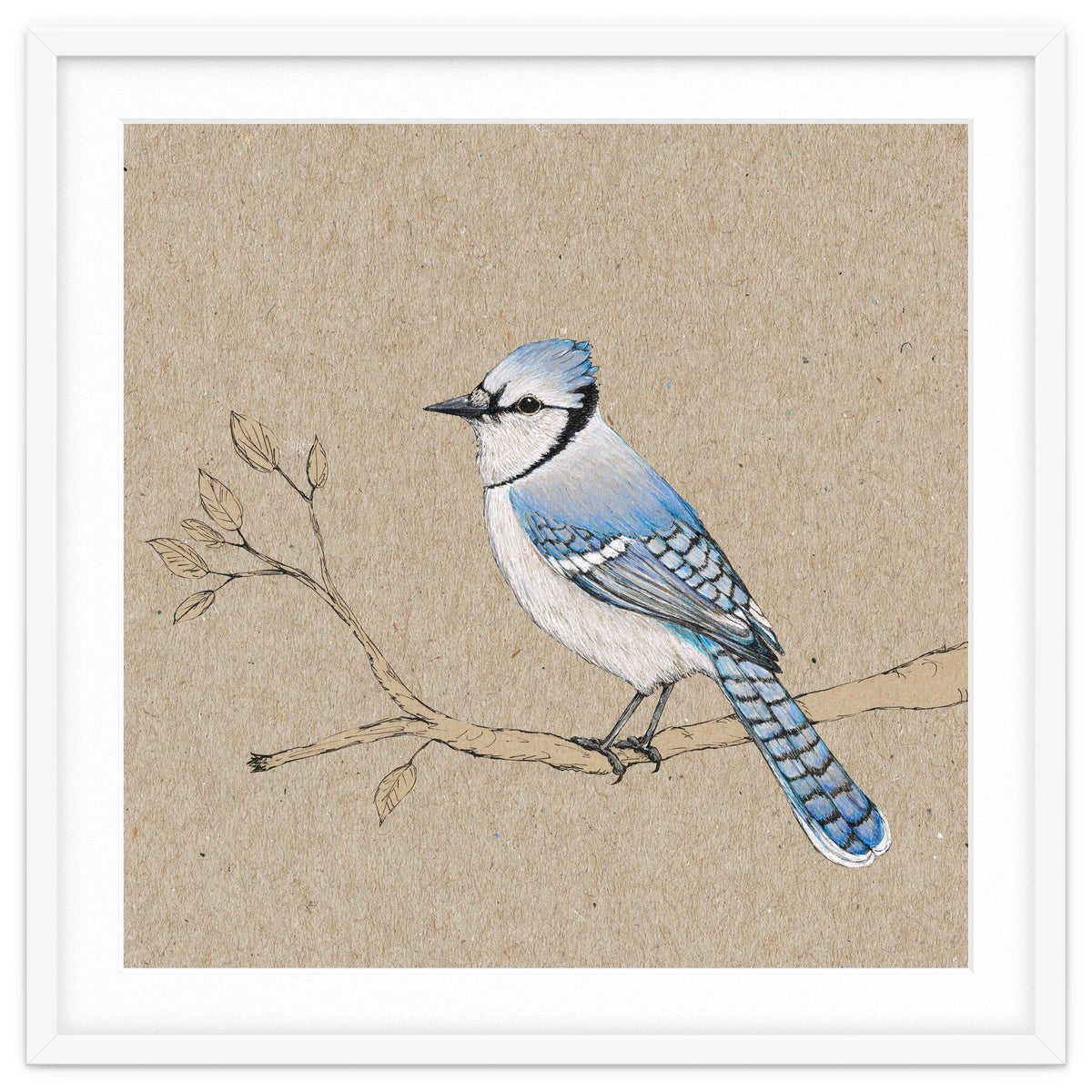 Blue jay