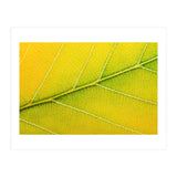 Autumn Leaf (Print Only) thumbnail