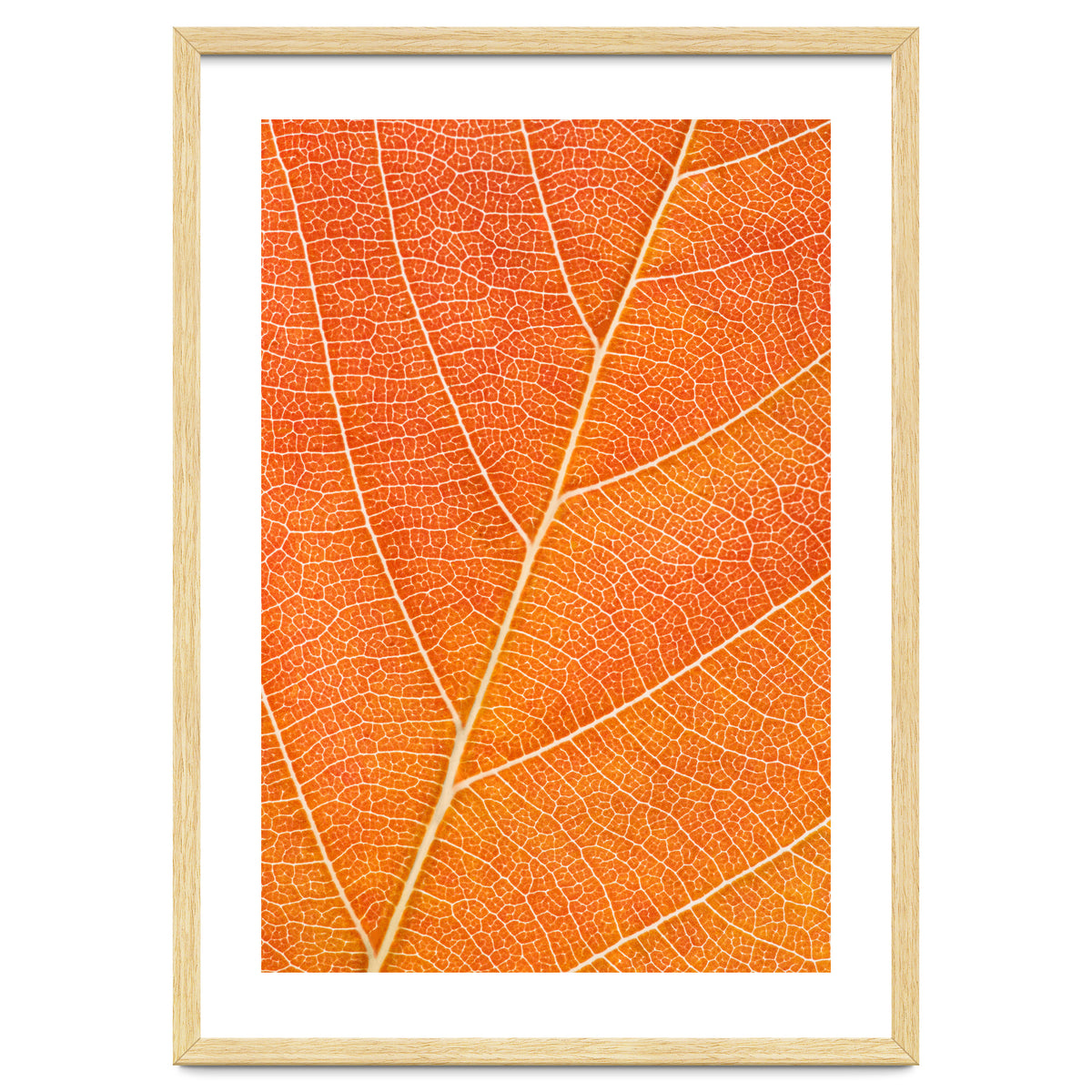 Autumn Leaf