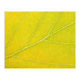 Autumn Leaf (Print Only) thumbnail
