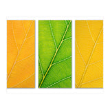 Autumn Leaves (Print Only) thumbnail