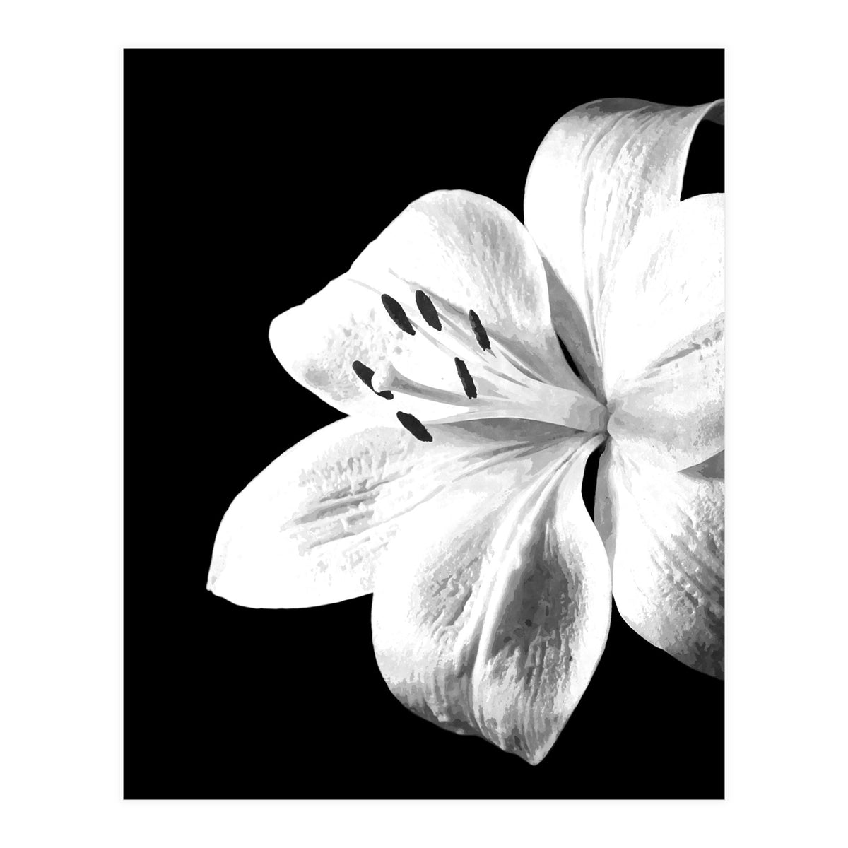 White Lily Black Background (Print Only)