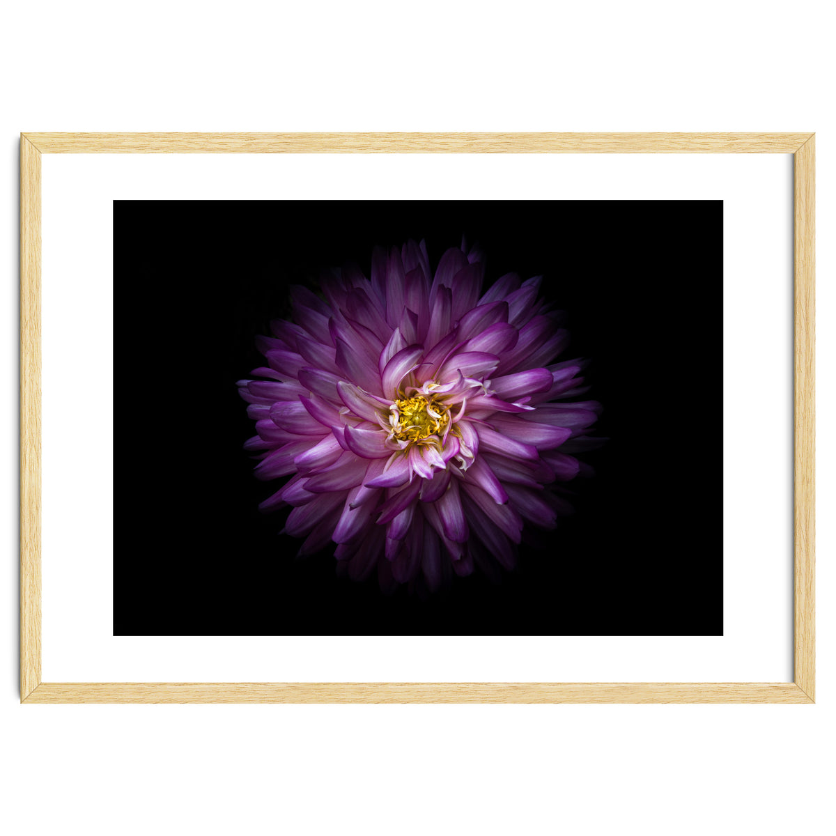 Backyard Flowers 20 Color Version