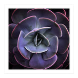 DARKSIDE OF SUCCULENTS VII (Print Only) thumbnail