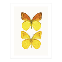 Cc Butterflies 08 (Print Only)
