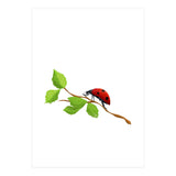 Ladybug (Print Only) thumbnail