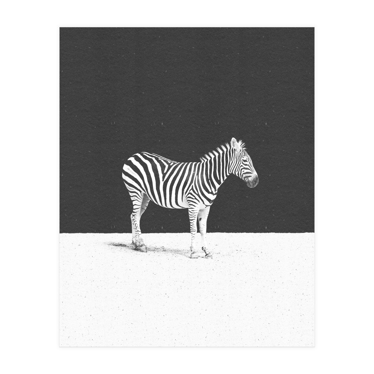 CAMOUFLAGE (Print Only)