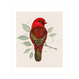 Red avadavat watercolor (Print Only) thumbnail