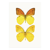 Cc Butterflies 08 (Print Only) thumbnail